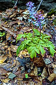 Foreste Casentinesi - Colombina cava (Corydalis cava)